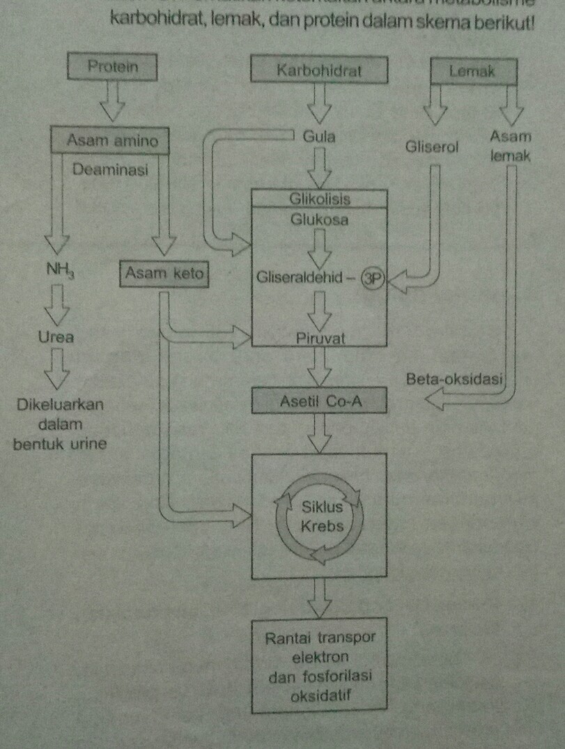 Detail Gambar Katabolisme Lemak Karbohidrat Dan Protein Nomer 23