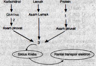 Detail Gambar Katabolisme Lemak Karbohidrat Dan Protein Nomer 24