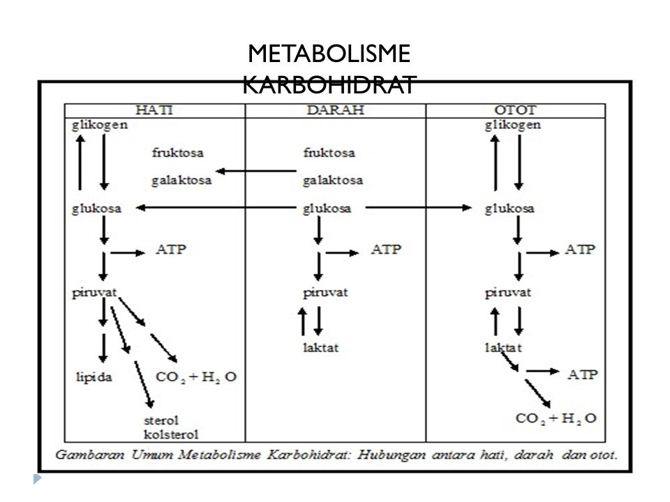 Detail Gambar Katabolisme Lemak Karbohidrat Dan Protein Nomer 25