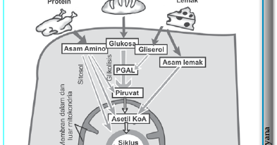 Detail Gambar Katabolisme Lemak Karbohidrat Dan Protein Nomer 26