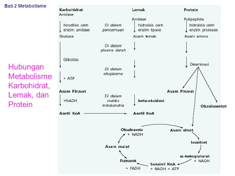 Detail Gambar Katabolisme Lemak Karbohidrat Dan Protein Nomer 27