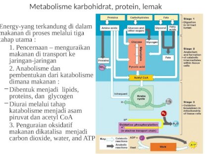 Detail Gambar Katabolisme Lemak Karbohidrat Dan Protein Nomer 29