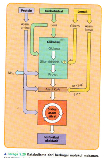 Detail Gambar Katabolisme Lemak Karbohidrat Dan Protein Nomer 32