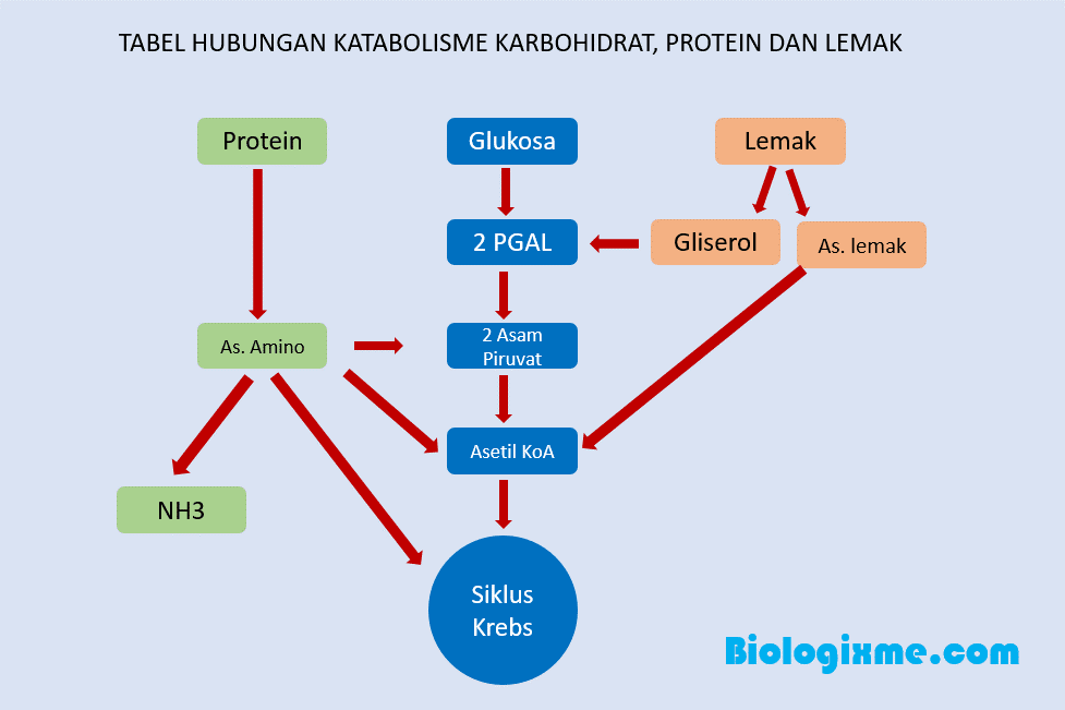 Detail Gambar Katabolisme Lemak Karbohidrat Dan Protein Nomer 33