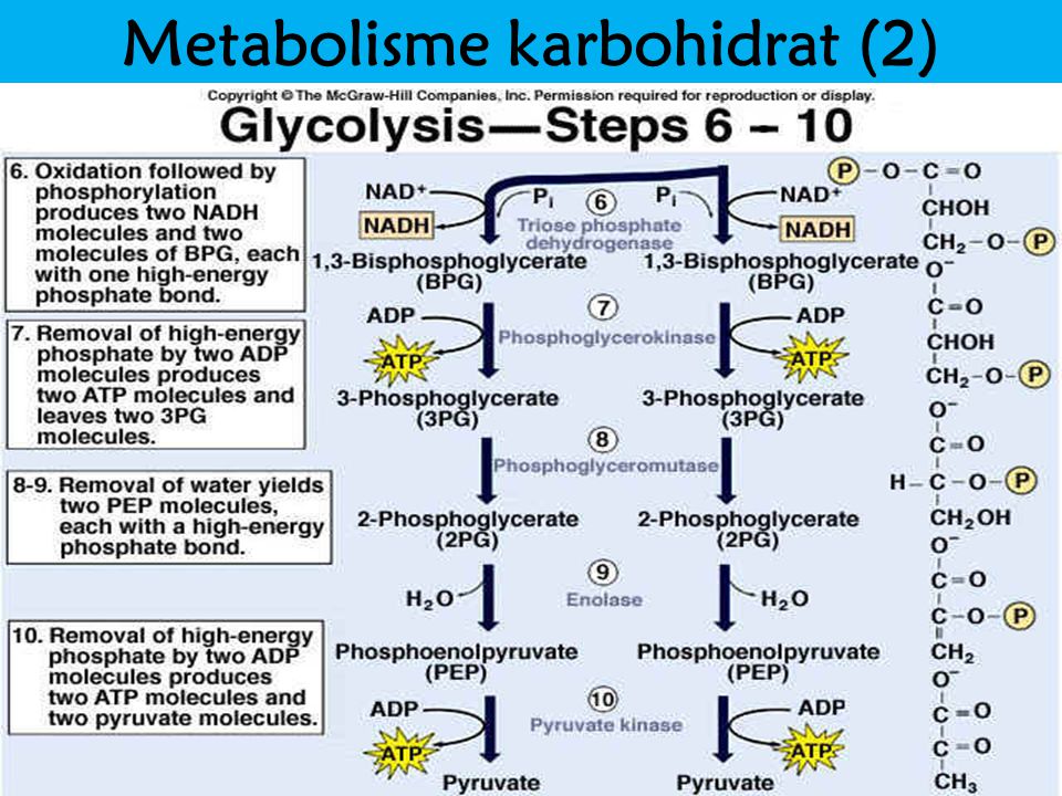 Detail Gambar Katabolisme Lemak Karbohidrat Dan Protein Nomer 34