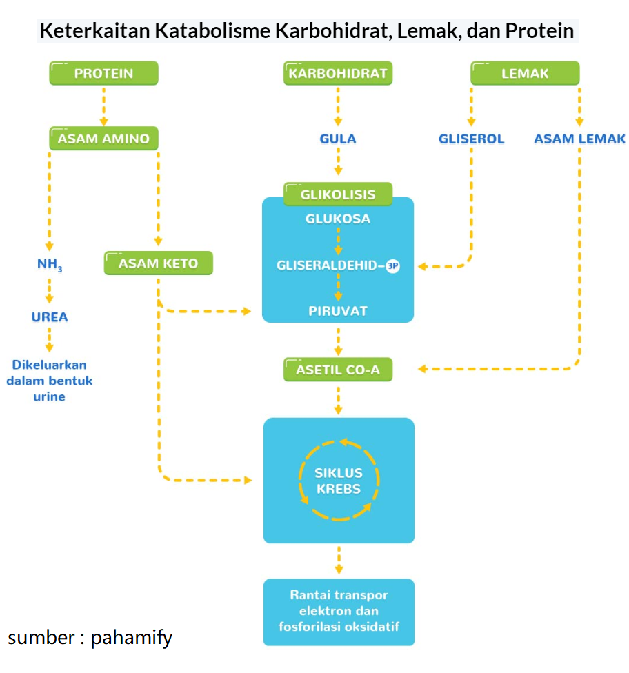 Detail Gambar Katabolisme Lemak Karbohidrat Dan Protein Nomer 35