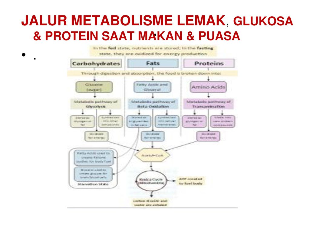 Detail Gambar Katabolisme Lemak Karbohidrat Dan Protein Nomer 43