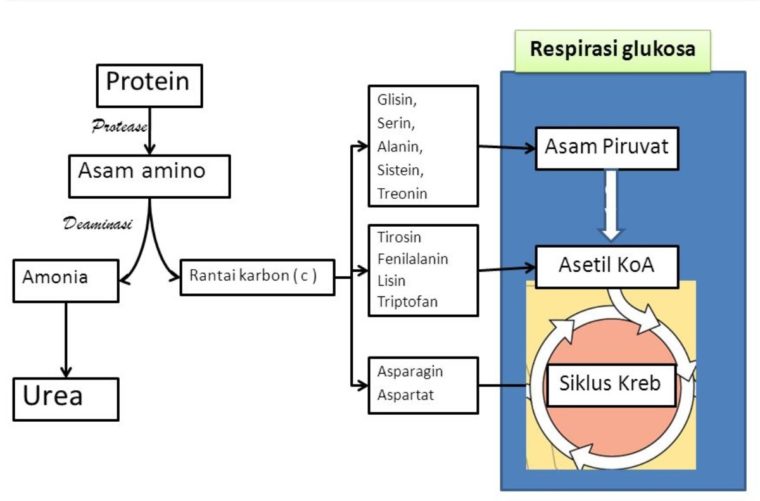 Detail Gambar Katabolisme Lemak Karbohidrat Dan Protein Nomer 45