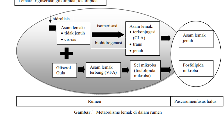 Detail Gambar Katabolisme Lemak Karbohidrat Dan Protein Nomer 46