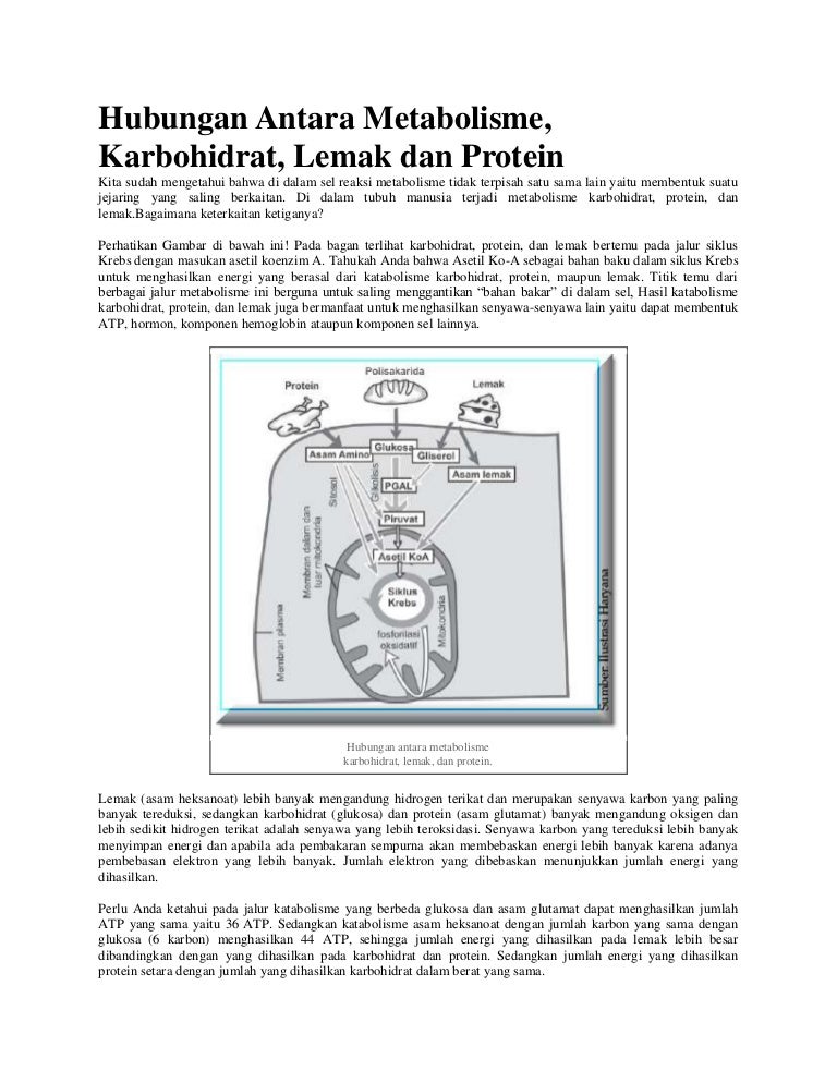 Detail Gambar Katabolisme Lemak Karbohidrat Dan Protein Nomer 48