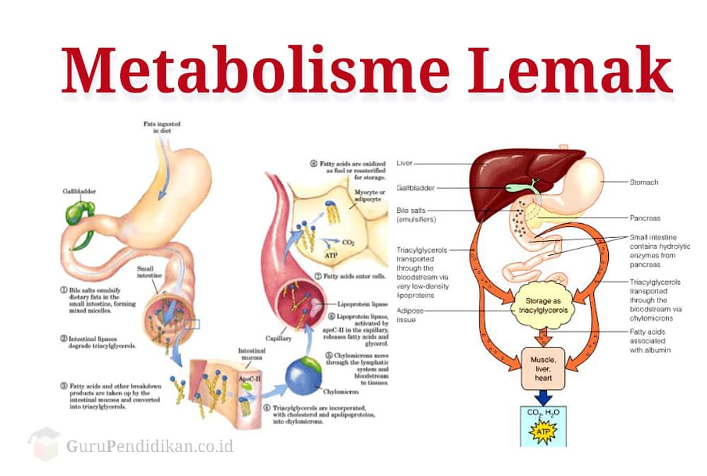 Detail Gambar Katabolisme Lemak Karbohidrat Dan Protein Nomer 50