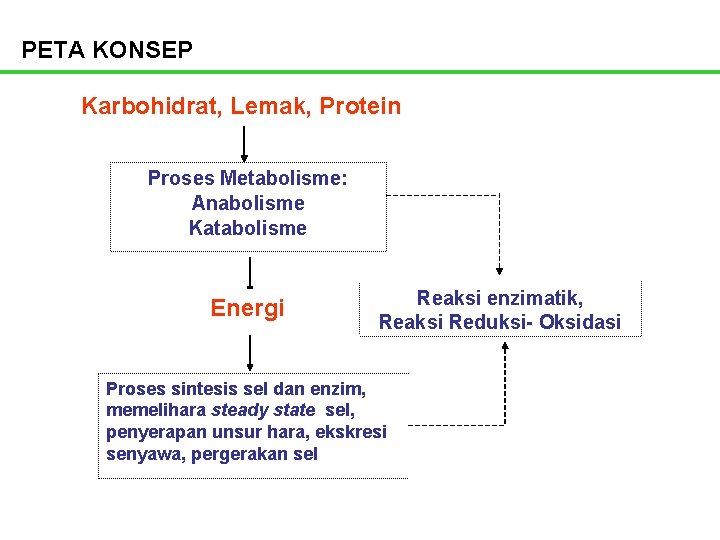 Detail Gambar Katabolisme Lemak Karbohidrat Dan Protein Nomer 53