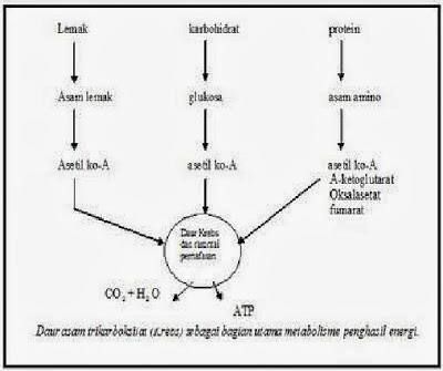 Detail Gambar Katabolisme Lemak Karbohidrat Dan Protein Nomer 8