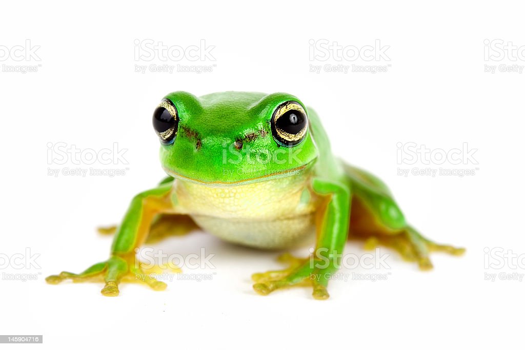 Detail Gambar Katak Background Putih Nomer 13