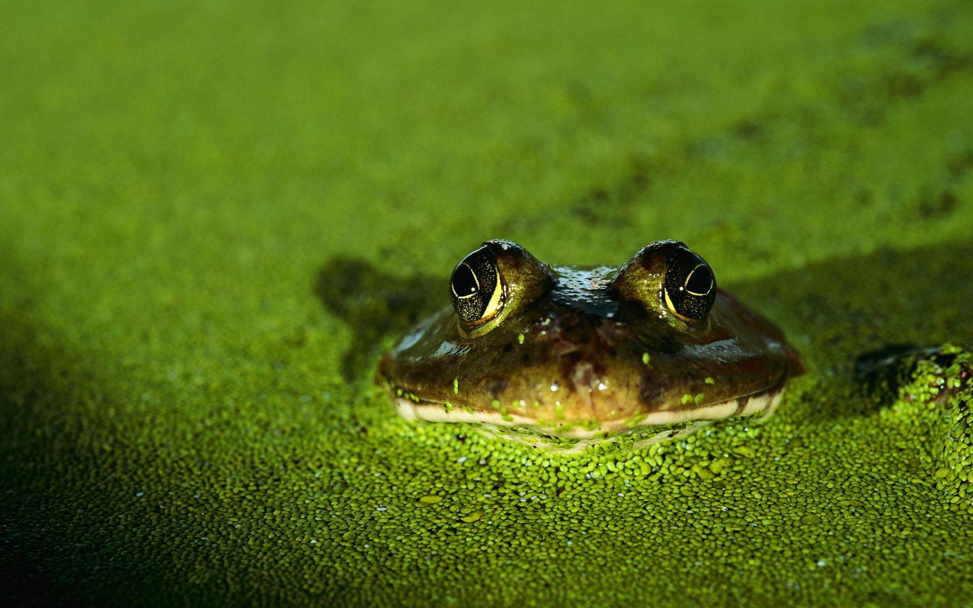 Detail Gambar Katak Background Putih Nomer 56