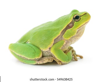 Detail Gambar Katak Background Putih Nomer 10