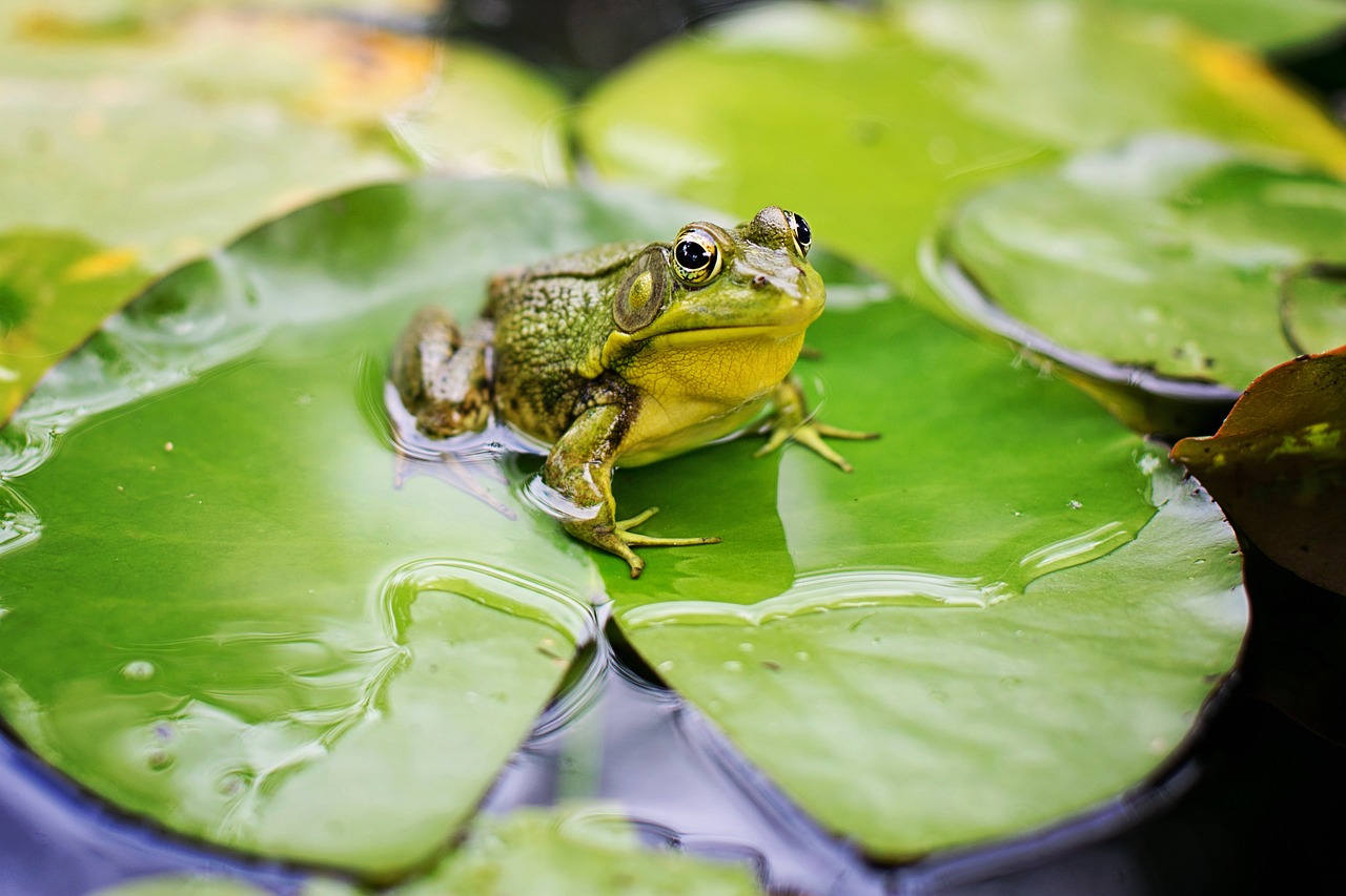 Detail Gambar Katak Bergerak Nomer 21