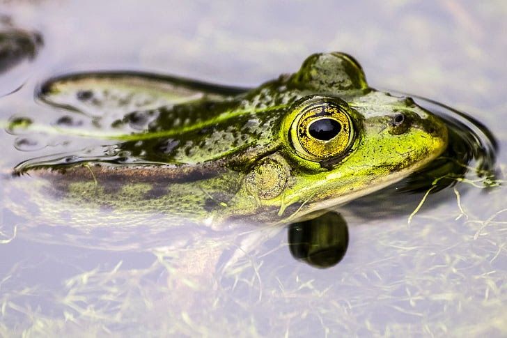 Detail Gambar Katak Bergerak Nomer 28