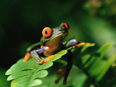 Detail Gambar Katak Dalam Tempurung Nomer 32