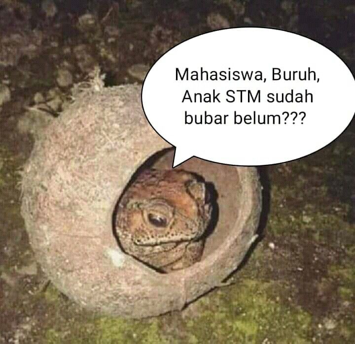 Detail Gambar Katak Dalam Tempurung Nomer 36