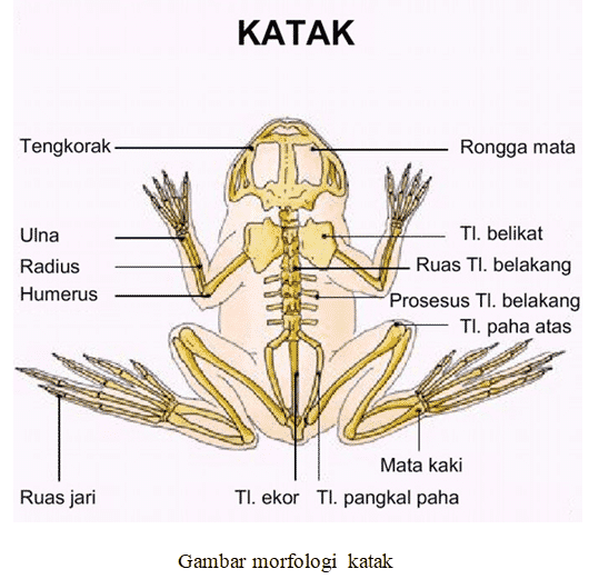 Detail Gambar Katak Dan Bagian Bagiannya Nomer 2