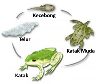 Detail Gambar Katak Dan Bagian Bagiannya Nomer 14