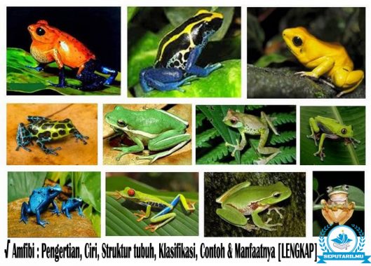 Detail Gambar Katak Dan Bagian Bagiannya Nomer 17