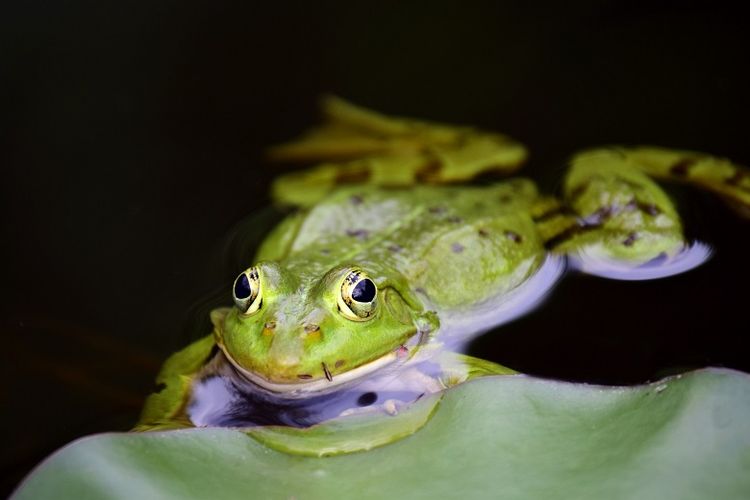 Detail Gambar Katak Dan Bagian Bagiannya Nomer 48