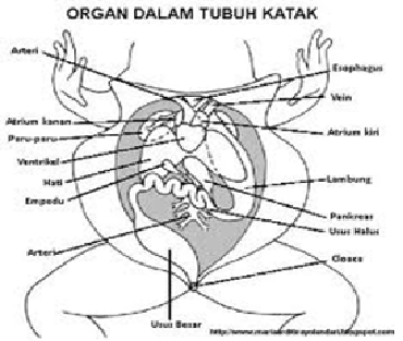 Detail Gambar Katak Dan Bagian Bagiannya Nomer 9