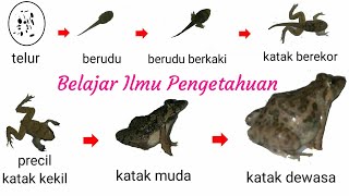 Detail Gambar Katak Dewasa Nomer 39