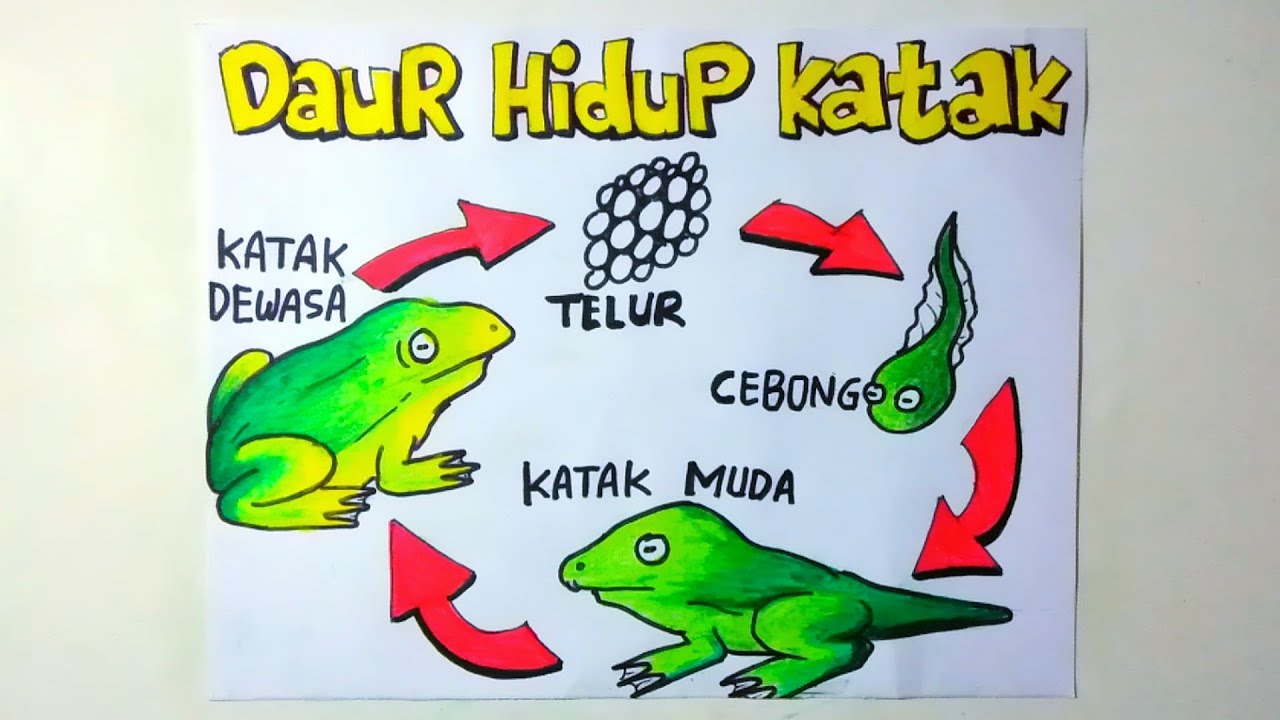 Detail Gambar Katak Dewasa Nomer 46