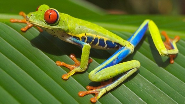 Detail Gambar Katak Hijau Nomer 3