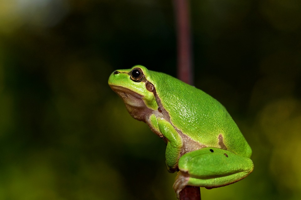 Detail Gambar Katak Hijau Nomer 23