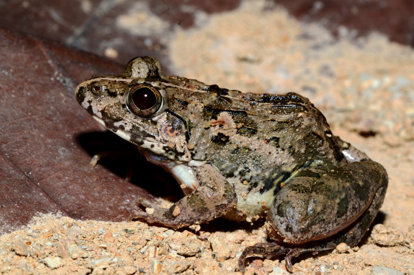 Detail Gambar Katak Hijau Nomer 35