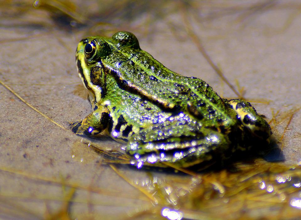 Detail Gambar Katak Hijau Nomer 10