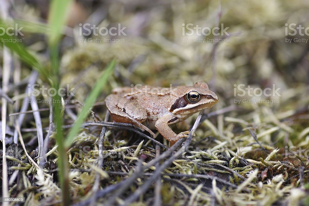 Detail Gambar Katak Kecil Nomer 13