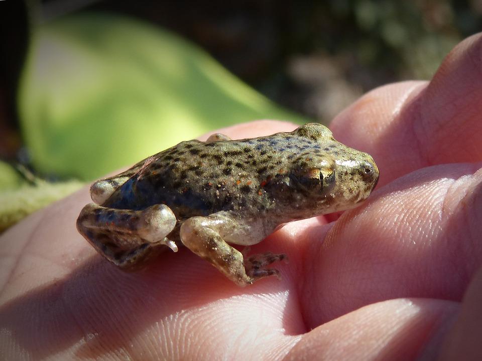 Detail Gambar Katak Kecil Nomer 15