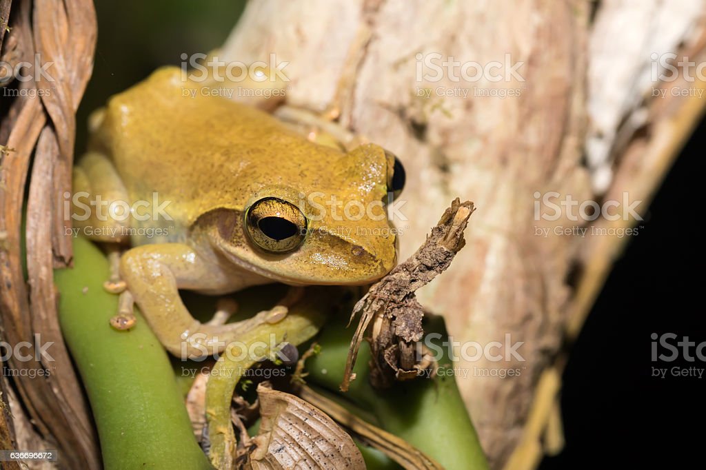 Detail Gambar Katak Kecil Nomer 33