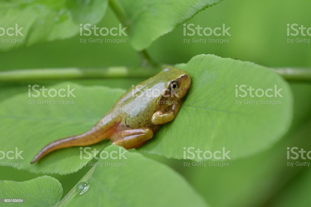 Gambar Katak Muda - KibrisPDR