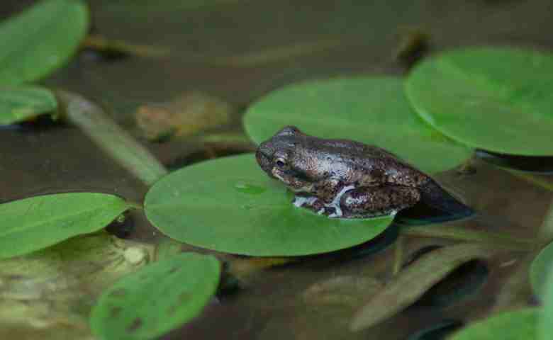 Detail Gambar Katak Muda Nomer 2