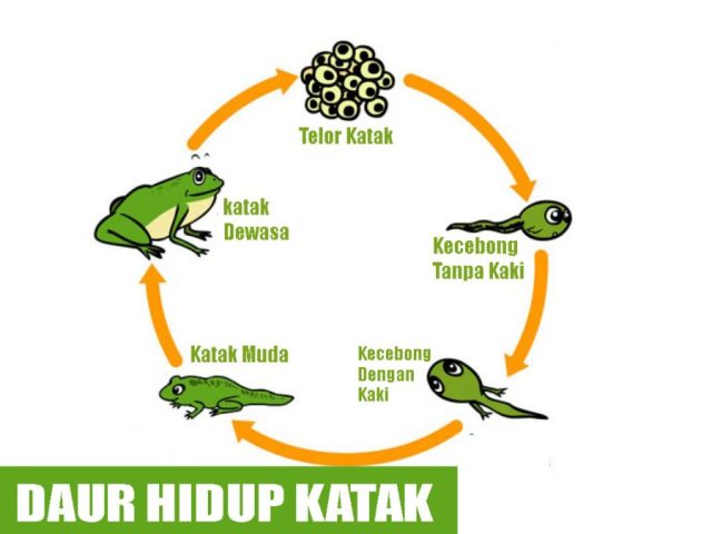 Download Gambar Katak Muda Nomer 16