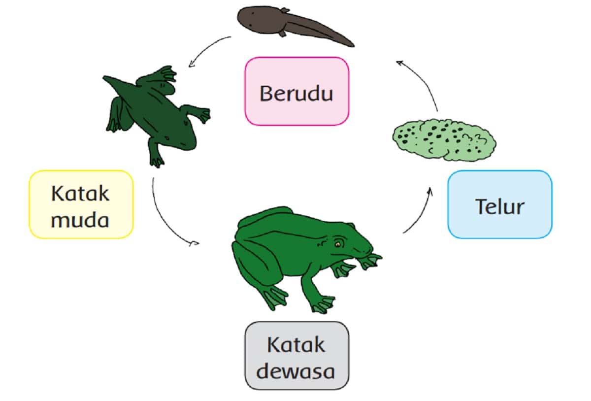 Detail Gambar Katak Muda Nomer 19