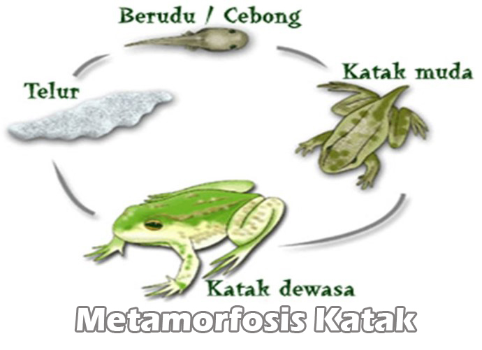 Download Gambar Katak Muda Nomer 20