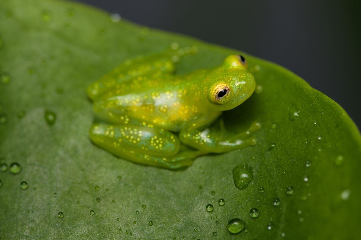 Detail Gambar Katak Muda Nomer 3