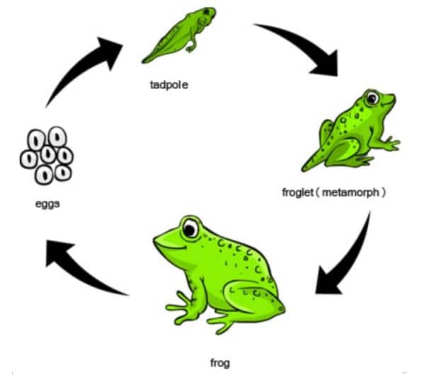 Detail Gambar Katak Muda Nomer 22