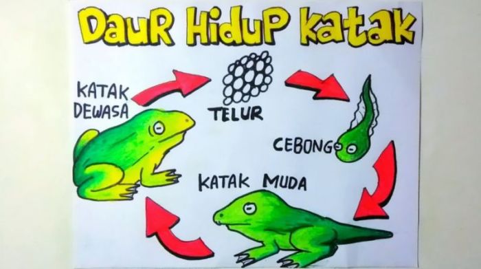 Download Gambar Katak Muda Nomer 29