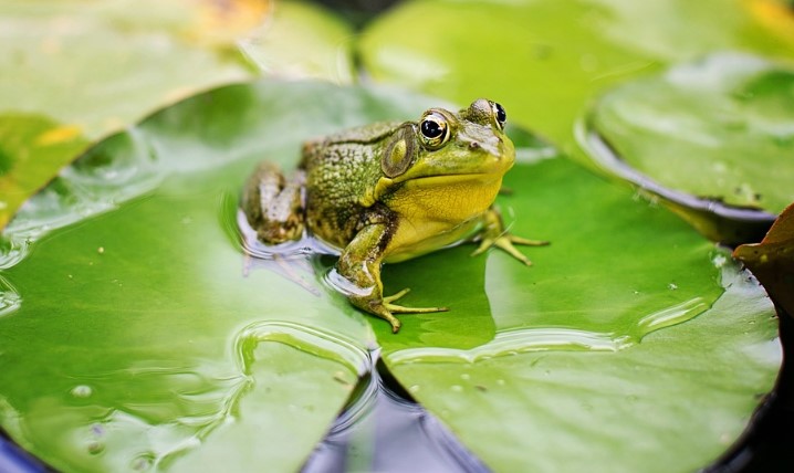 Detail Gambar Katak Muda Nomer 37