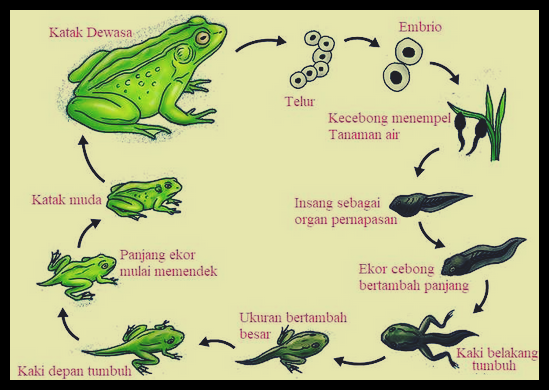 Detail Gambar Katak Muda Nomer 40