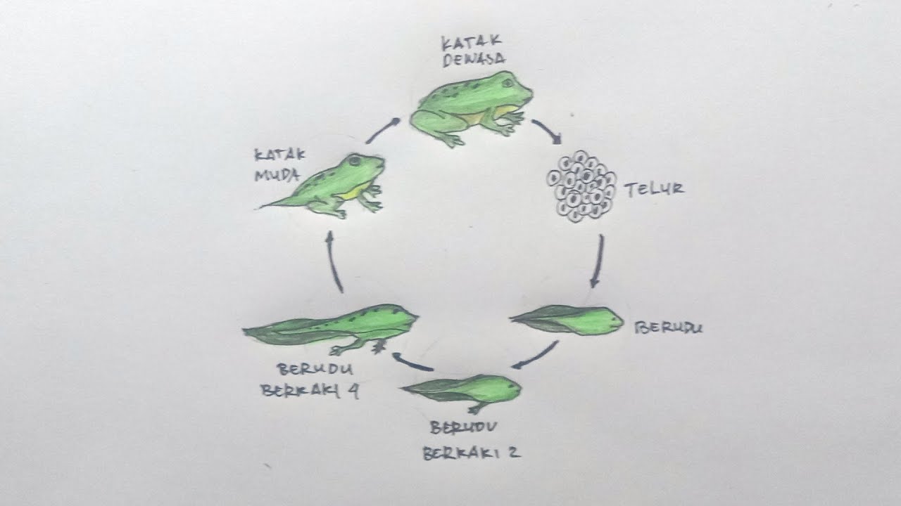 Detail Gambar Katak Muda Nomer 43