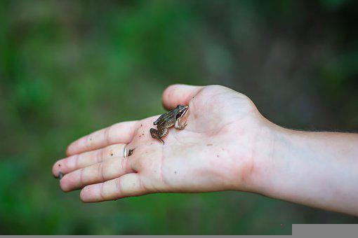 Detail Gambar Katak Muda Nomer 48